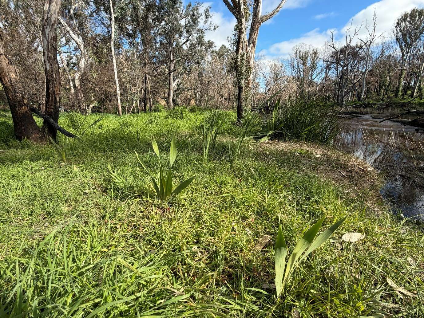 Watsonia along Hughes Creek. Christine Glassford, GB CMA